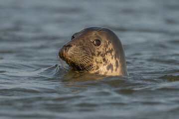 Obraz premium Harbor Seal (Phoca vitulina) emerges from water in the morning as it observes its surroundings
