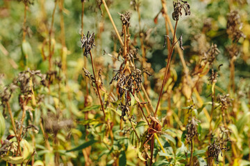 Fototapeta premium Dry garden plants in autumn background. Brown wilted stems and leaves. Seasonal vegetation after summer growth. Faded plants in natural sunlight. Autumn garden texture and fine detail.