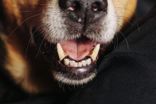 Closeup of dog mouth background. White canine teeth and black nose detail. Healthy pet muzzle with visible fangs. Domestic animal dental detail. Dog face cropped at mouth. Canine anatomy detail.