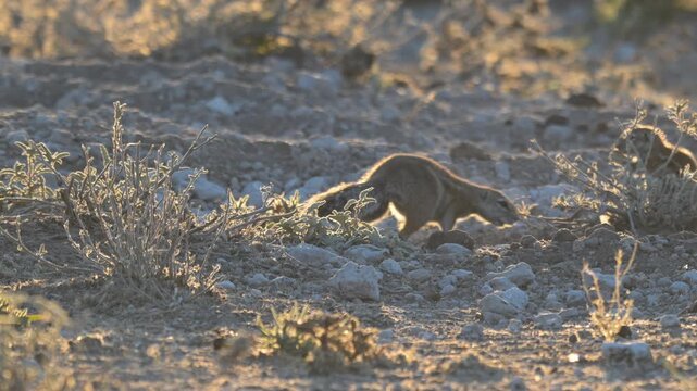 Ground squirrels digging and foraging on dusty Kalahari plains