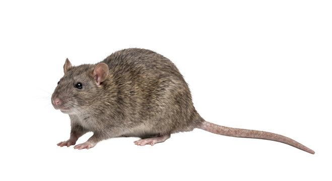 A detailed side profile of a brown rat standing isolated against a clean white background