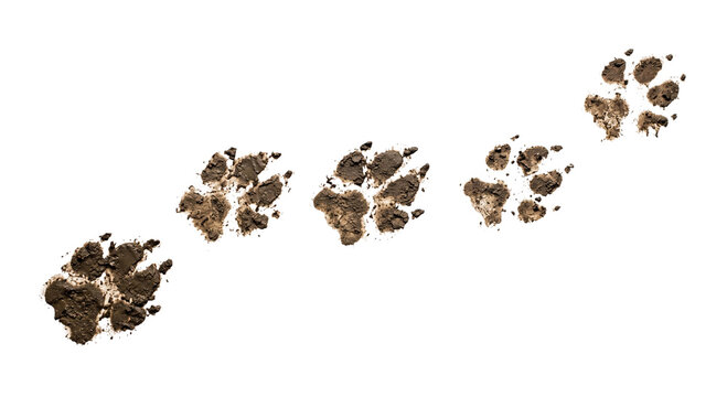 A series of muddy dog paw prints isolated on a clean white background for creative projects