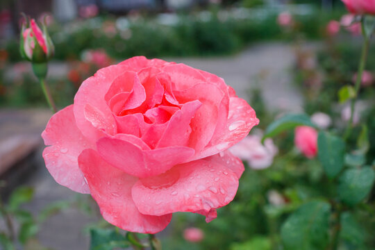 Pink rose close up with water drops after the rain. Gardening, beauty of nature, rainy weather, summertime blossom season