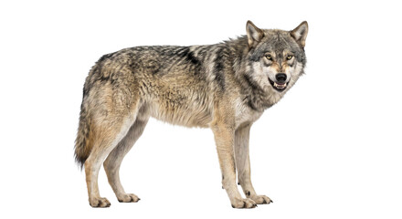 Full body side view of a grey wolf standing and snarling isolated on a white background studio © Sapphire