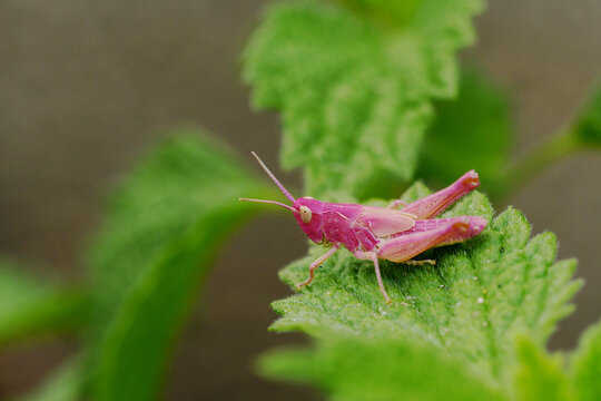 Female Meadow grasshopper (Pseudochorthippus parallelus) of the pink morph - erythristic colour morph - in a garden at Schkeuditz, Saxony, Germany