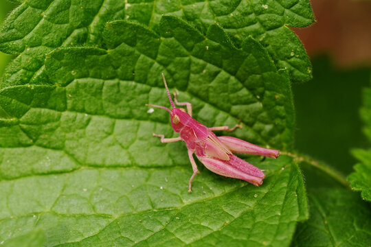 Female Meadow grasshopper (Pseudochorthippus parallelus) of the pink morph - erythristic colour morph - in a garden at Schkeuditz, Saxony, Germany