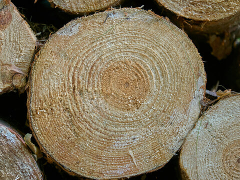 Detailed macro shot of a cut tree trunk showing prominent wood texture and annual growth rings. Stacked firewood logs backdrop.