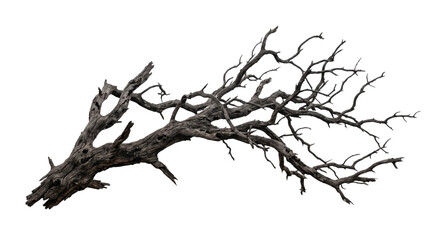 Detailed charred tree branch isolated on white background for nature design and composition © Sapphire