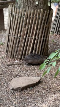 Panning right across nutria foraging near wooden tree fence wildlife