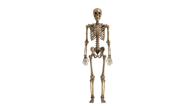 Full human skeleton model in a standing position isolated on a clean white background surface