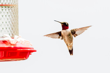 Fototapeta premium Male Ruby-throated Hummingbird Hovering Near Feeder