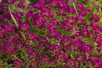 Obraz premium Purple sweet alyssum flowers blooming in a garden, vibrant magenta floral ground cover with green foliage, close-up nature background.
