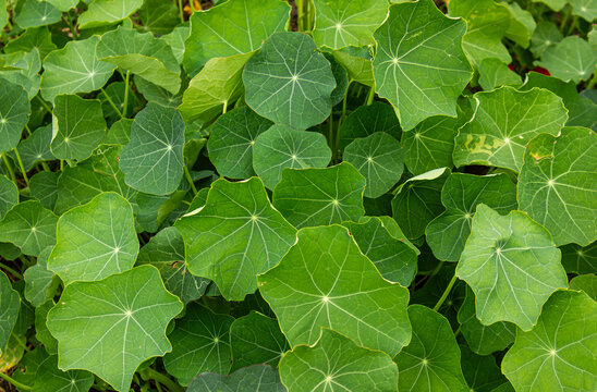 Fresh green nasturtium leaves background top view, vibrant round foliage pattern in garden, natural organic background.