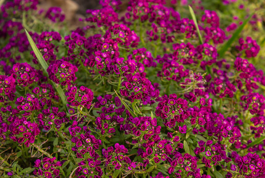 Purple sweet alyssum flowers blooming in a garden, vibrant magenta floral ground cover with green foliage, close-up nature background.