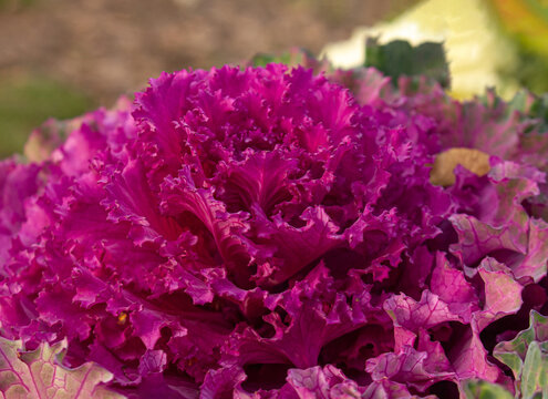 Bright purple decorative ornamental cabbage head close up, vibrant ruffled leaves, natural autumn garden background.