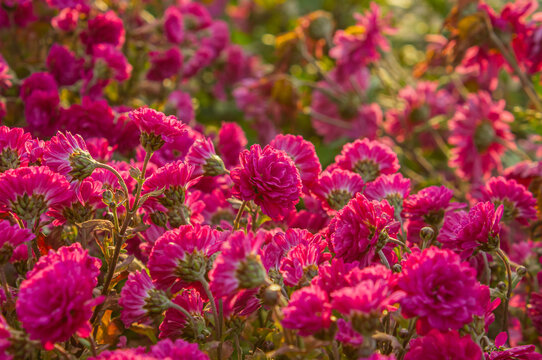 Pink chrysanthemums blooming in an autumn garden, vibrant magenta flowers with warm golden foliage and soft sunlight, seasonal fall floral background.