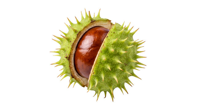 Fresh horse chestnut in green prickly shell, organic autumn conker with spiky husk, glossy brown seed for seasonal fall decoration isolated PNG with Transparent Background