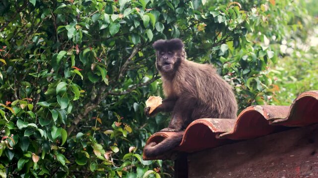 Wild capuchin monkey sitting on a tiled rooftop while holding and eating food, surrounded by lush green tropical vegetation in Brazil.