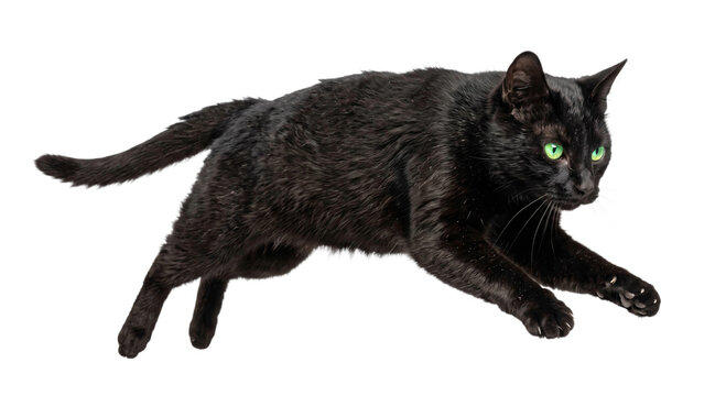 A sleek black cat captured in mid-air while jumping against a clean white studio background