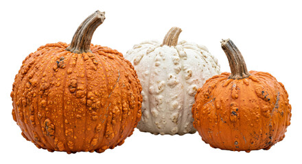 Fototapeta premium Three warty pumpkins in orange and white colors isolated on a clean white background studio shot
