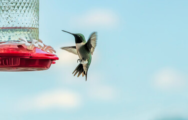 Fototapeta premium Male Ruby-throated Hummingbird Near Feeder