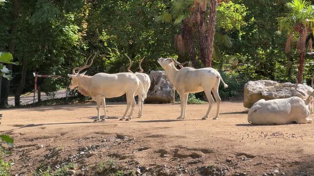 Standing addax antelopes grazing in zoo enclosure wildlife