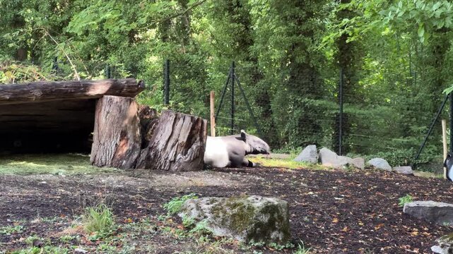 Resting Malayan tapir lying in shaded enclosure at zoo wildlife