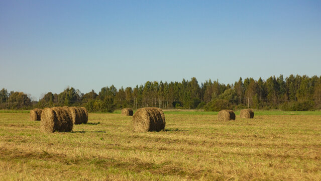 hay bales in the field