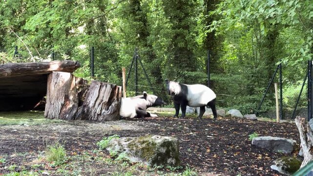 Observing two Malayan tapirs resting near wooden shelter in forest