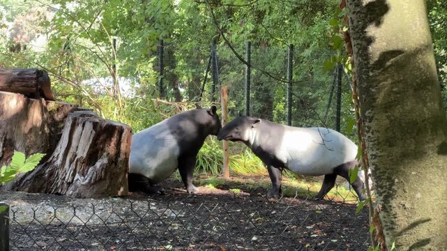 Interacting Malayan tapirs standing in zoo enclosure wildlife