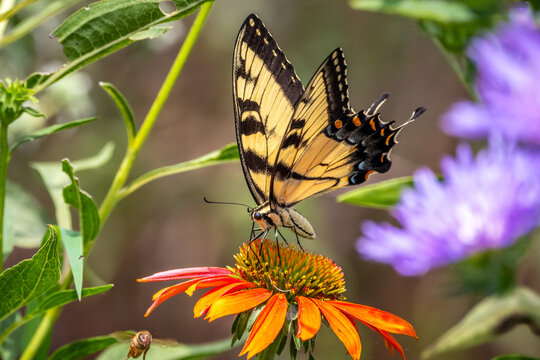 A female Eastern Tiger Swallowtail (Papilio glaucus). Raleigh, North Carolina.