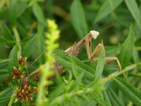 A brown praying mantis rests on green foliage. Its large eyes and folded front legs are visible.