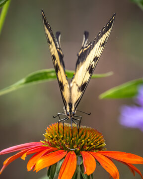Front view of a female Eastern tiger swallowtail (Papilio glaucus). Raleigh, North Carolina.