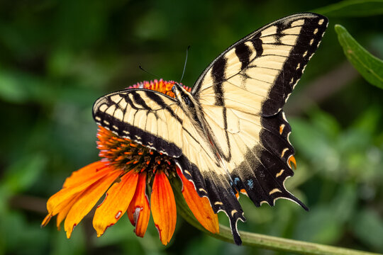 Top view of a female Eastern tiger swallowtail (Papilio glaucus) on a cone flower. Raleigh, North Carolina.