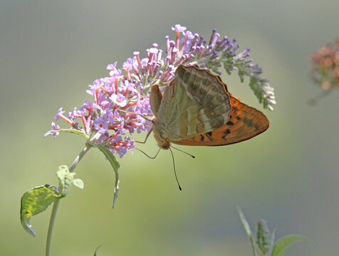 una farfalla colorata (Argynnis paphia) su una spiga fiorita di Buddleja
