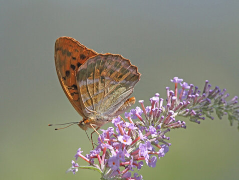 una farfalla colorata (Argynnis paphia) su una spiga fiorita di Buddleja