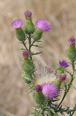calici spinosi e fiori violetti di cardo (Cirsium vulgare) © gabriffaldi