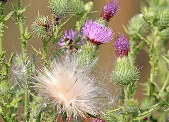 semi volanti e fiori di cardo (Cirsium vulgare) © gabriffaldi