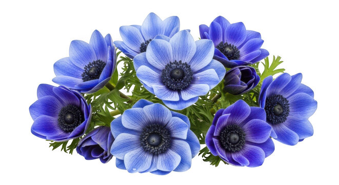Bouquet of blue anemone flowers isolated on transparent background