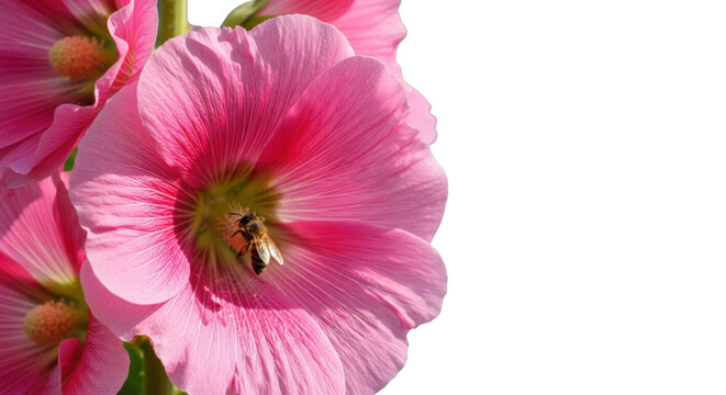 Pink hollyhock flower with a bee isolated on transparent background