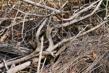 Obraz premium Pile of dry branches background. Tangled dead wood and twigs outdoors. Weathered sticks form natural woodland texture. Cut brushwood and dried vegetation. Rustic organic debris detail.