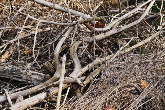 Pile of dry branches background. Tangled dead wood and twigs outdoors. Weathered sticks form natural woodland texture. Cut brushwood and dried vegetation. Rustic organic debris detail.