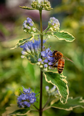 Beautiful bee on a flower on green background. © Yevgeniy
