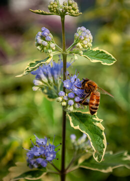 Beautiful bee on a flower on green background.