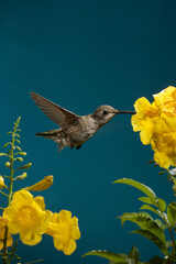 Calliope hummingbird feeding on a flower © willtu