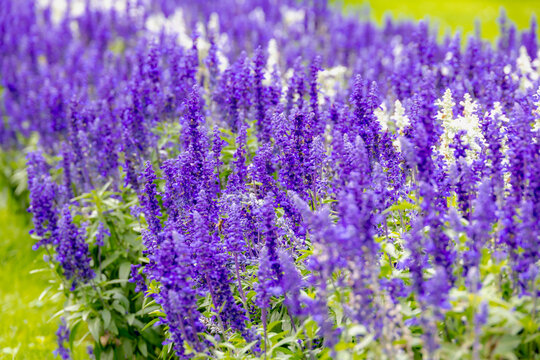 Selective focus of white and deep blue flowers Salvia farinacea with green leaves in the garden, Multicolour flowers plant of Victoria blue (Mealy Cup Sage) Natural floral pattern texture background.
