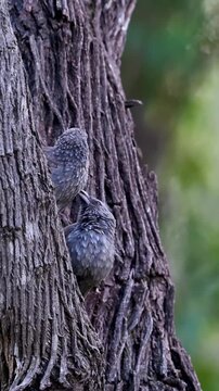 Apostlebird or Babblers hiding in hollow tree bark bark texture wildlife closeup