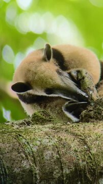 Northern Tamandua (Tamandua mexicana) foraging for ants on a tree branch