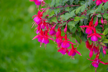 Fototapeta premium Selective focus of Fuchsia magellanica, Purple pink flowers in the garden, Hummingbird fuchsia or hardy fuchsia is a species of flowering plant in the family Evening Primrose family, Floral background