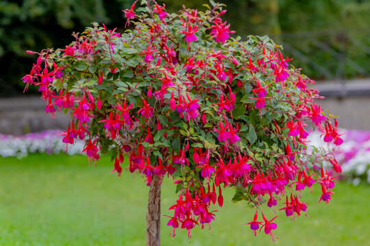 Selective focus of Fuchsia magellanica, Purple pink flowers in the garden, Hummingbird fuchsia or hardy fuchsia is a species of flowering plant in the family Evening Primrose family, Floral background
